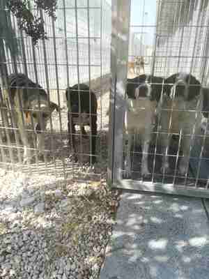 Lega del cane Adelfia