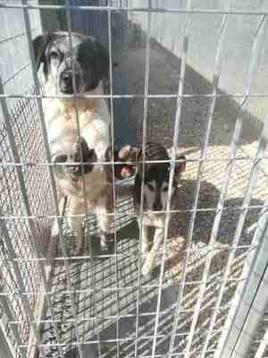 Lega del cane Adelfia