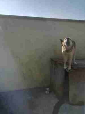 Lega del cane Adelfia