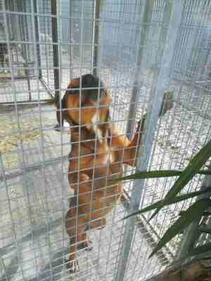 Lega del cane Adelfia