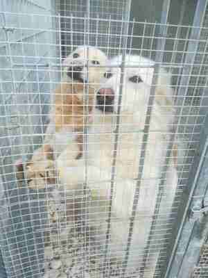 Lega del cane Adelfia