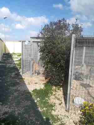 Lega del cane Adelfia
