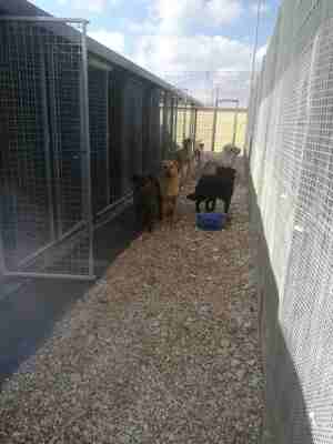 Lega del cane Adelfia