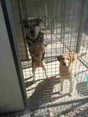 Lega del cane Adelfia