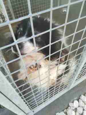 Lega del cane Adelfia