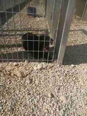 Lega del cane Adelfia