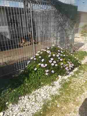 Lega del cane Adelfia