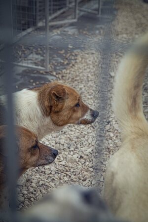 Lega del cane Adelfia (2021)