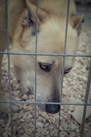 Lega del cane Adelfia (2021)