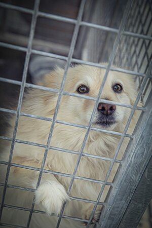 Lega del cane Adelfia (2021)