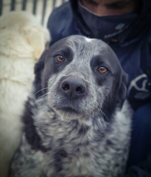 Lega del cane Adelfia (2021)