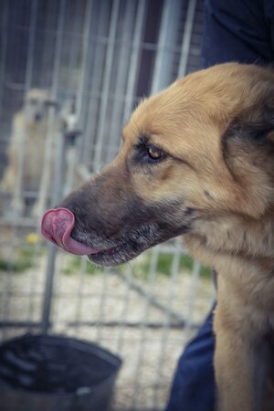 Lega del cane Adelfia (2021)