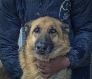 Lega del cane Adelfia (2021)