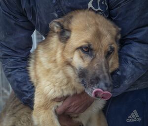 Lega del cane Adelfia (2021)