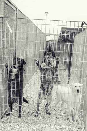 Lega del cane Adelfia (2021)
