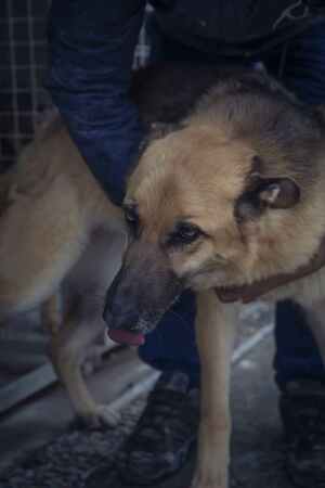 Lega del cane Adelfia (2021)