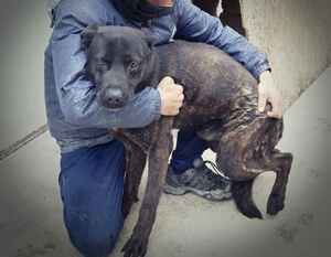 Lega del cane Adelfia (2021)