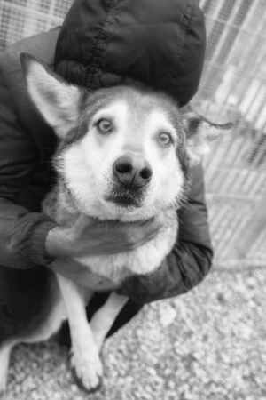 Lega del cane Adelfia (2021)