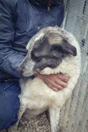 Lega del cane Adelfia (2021)