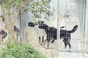 Lega del cane Adelfia (2021)