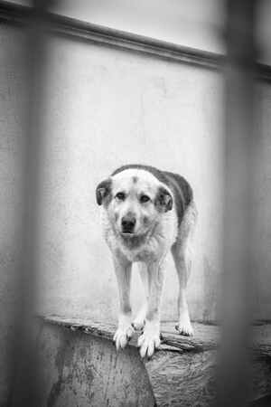 Lega del cane Adelfia (2021)