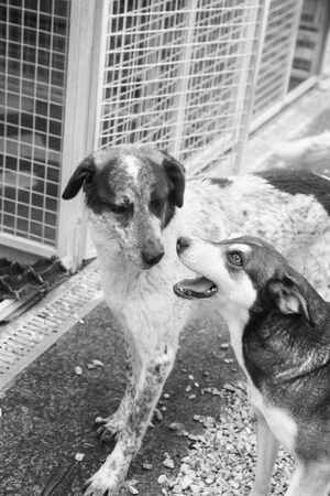 Lega del cane Adelfia (2021)