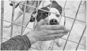 Lega del cane Adelfia (2021)