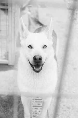 Lega del cane Adelfia (2021)