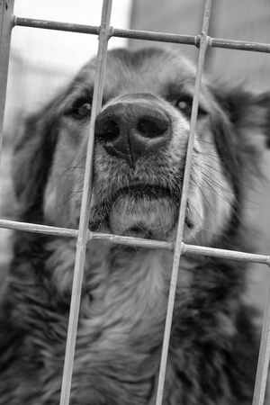 Lega del cane Adelfia (2021)