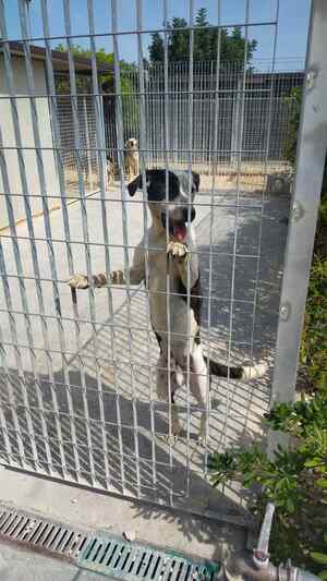 Lega del cane Adelfia (2022)