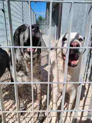 Lega del cane Adelfia (2022)