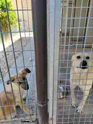 Lega del cane Adelfia (2022)