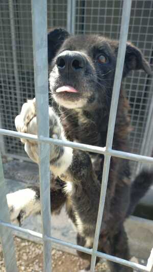 Lega del cane Adelfia (2022)