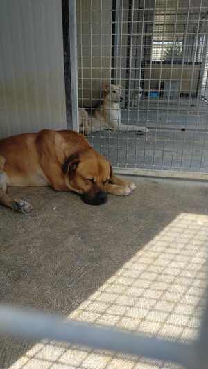 Lega del cane Adelfia (2022)