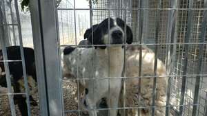 Lega del cane Adelfia (2022)