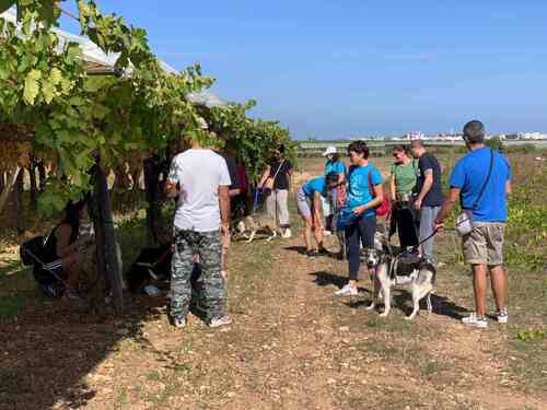 Le passeggiate con i cani (2023)