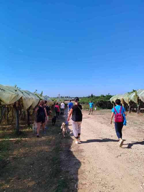 Le passeggiate con i cani (2023)