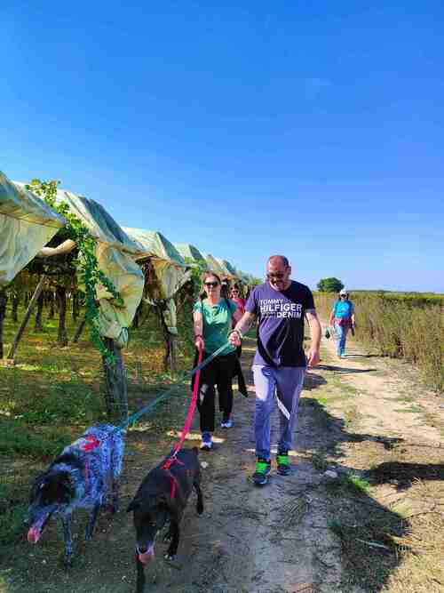 Le passeggiate con i cani (2023)