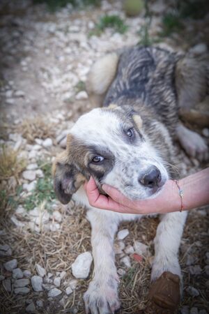 Lega del cane Adelfia (2023)