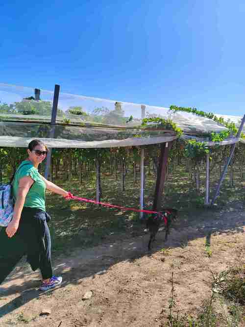 Le passeggiate con i cani (2023)