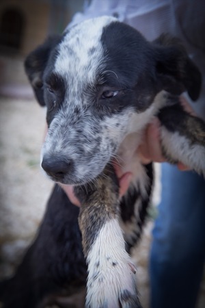 Lega del cane Adelfia (2023)
