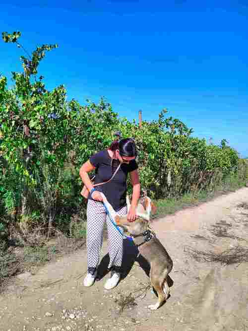 Le passeggiate con i cani (2023)