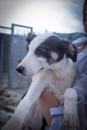 Lega del cane Adelfia (2023)