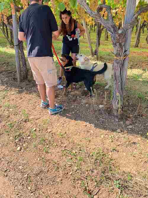Le passeggiate con i cani (2023)