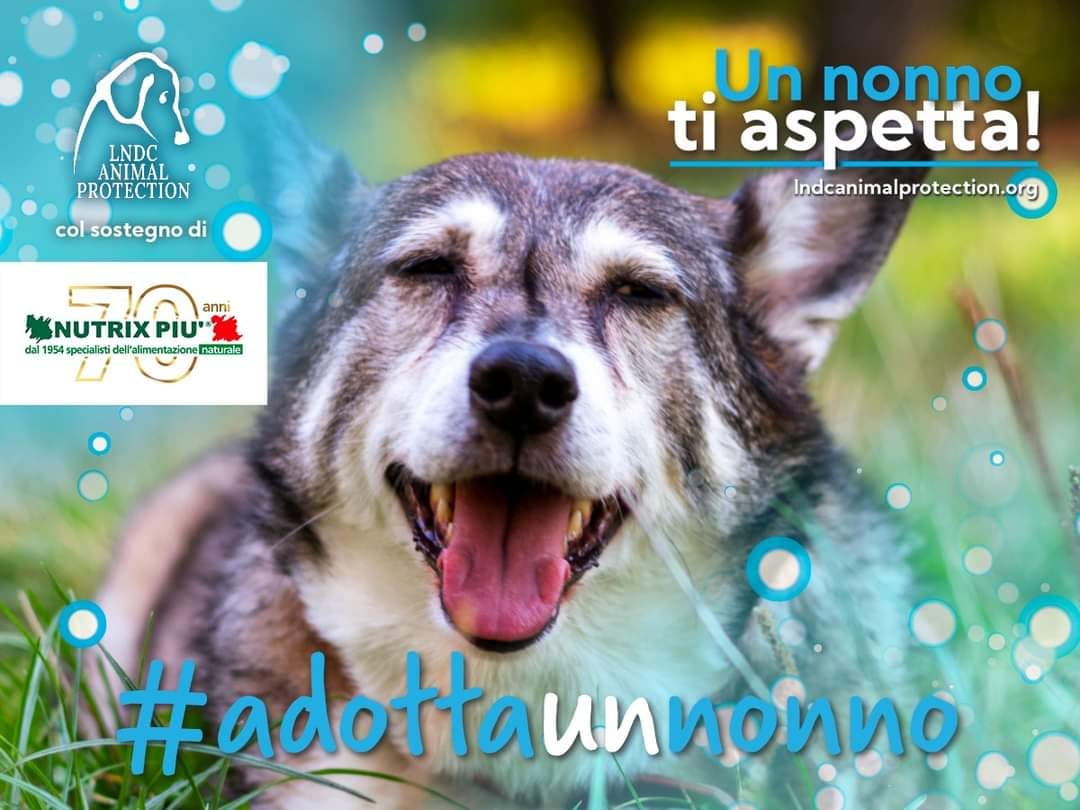 Un nonno ti aspetta!